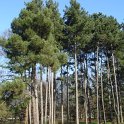 Pinus nigra groupe